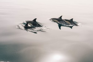 dolphins-945410_1920